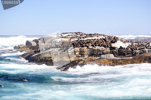 Image of Sunning seals