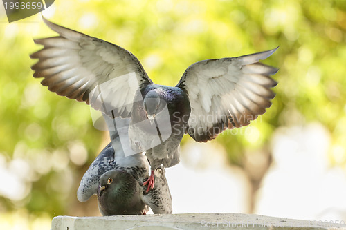Image of Pigeons in love