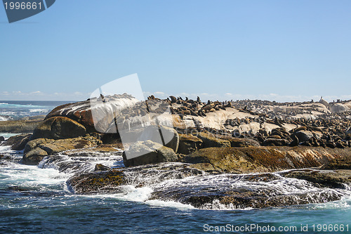 Image of Sunning seals