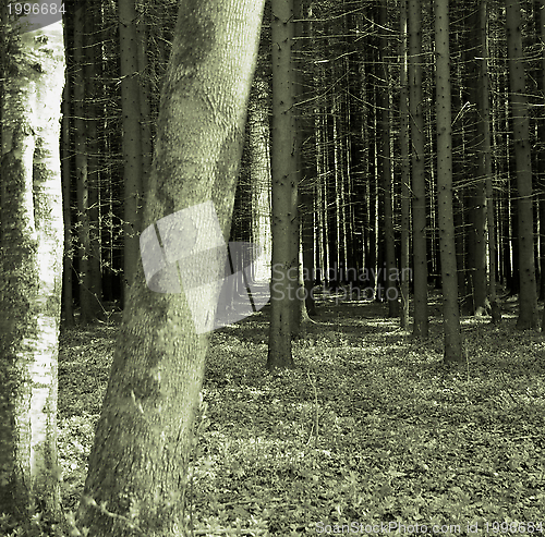 Image of Mystery Forest