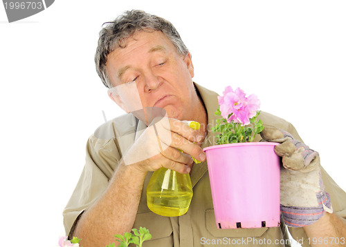 Image of Nurseryman Sprays Seedlings