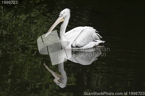 Image of Swimming pelican