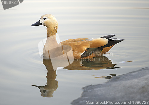 Image of Ruddy sheldduck