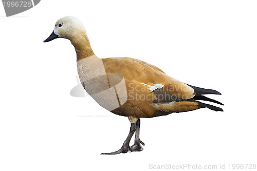 Image of Ruddy sheldduck