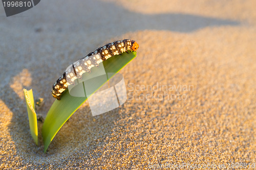 Image of Caterpillar munching on leaf