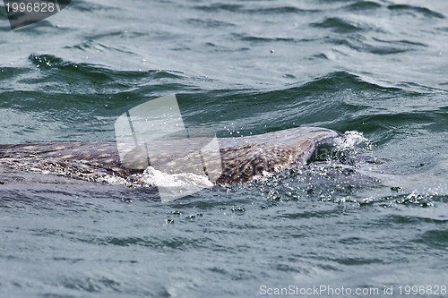 Image of Whale Shark