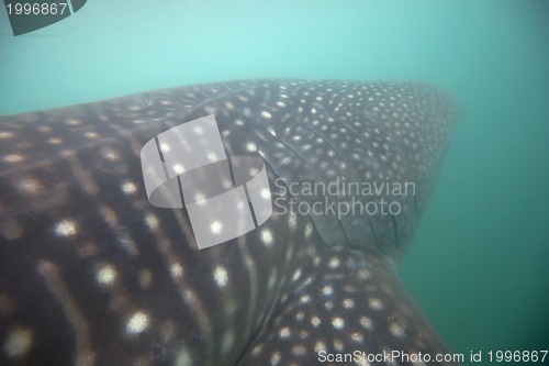 Image of Whale Shark