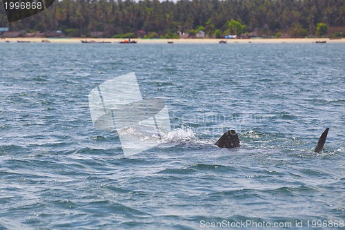 Image of Whale Shark