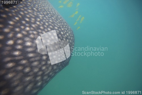 Image of Whale Shark