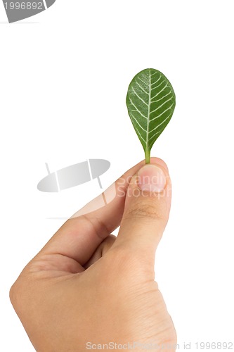 Image of Home plant Euphorbia leuconeura leaf