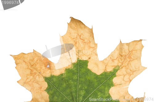 Image of Lonely yellow leaf of a plane tree, isolated on a white background.
