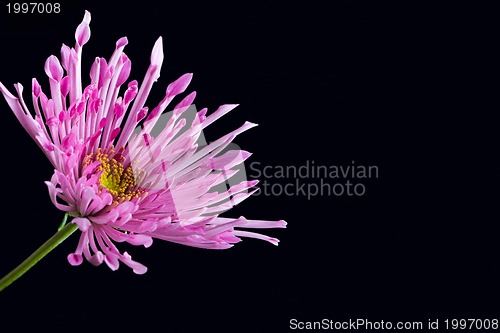 Image of Purple flower on black background