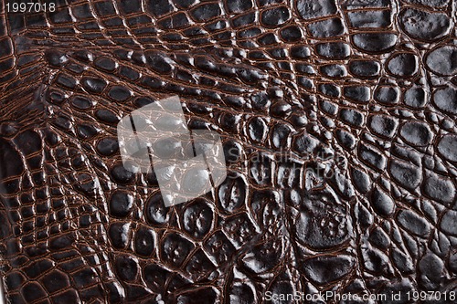 Image of Crocodile skin texture