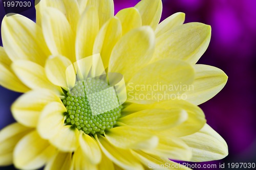 Image of beautiful yellow flower petals closeup