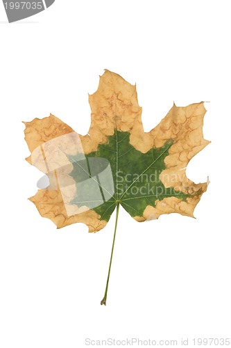 Image of maple leaf