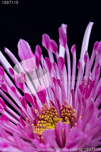 Image of dahlia flower on a black background