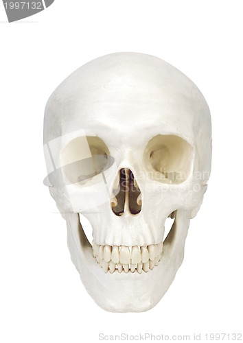 Image of human scull isolated on white background