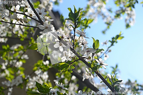 Image of spring flowers