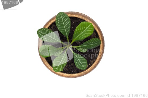 Image of Home plant Euphorbia leuconeura