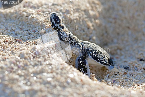 Image of Green Sea Turtle Hatchling