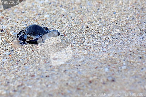 Image of Green Sea Turtle Hatchling