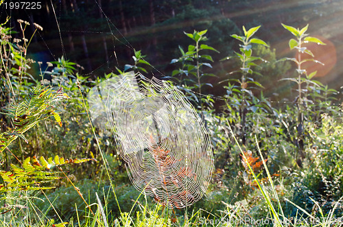 Image of dewy spiderweb sunlight 