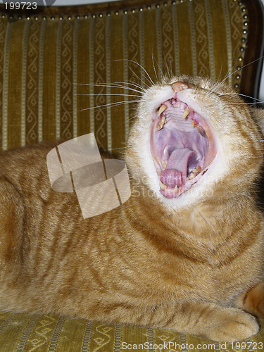 Image of tomcat, yawn