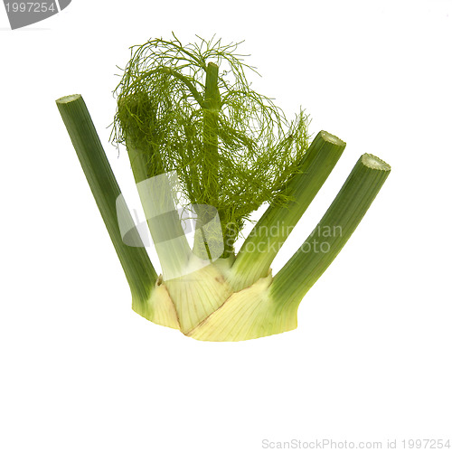 Image of Fennel