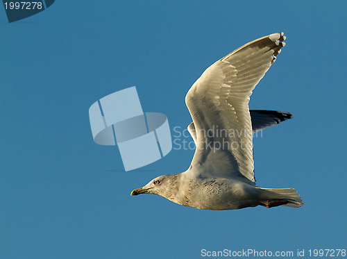 Image of Seagull in flight