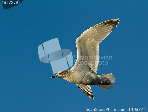 Image of Seagull in flight