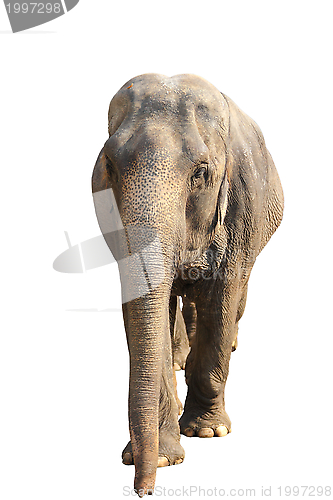 Image of big elephant over white