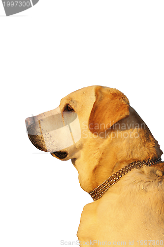 Image of dog profile over white