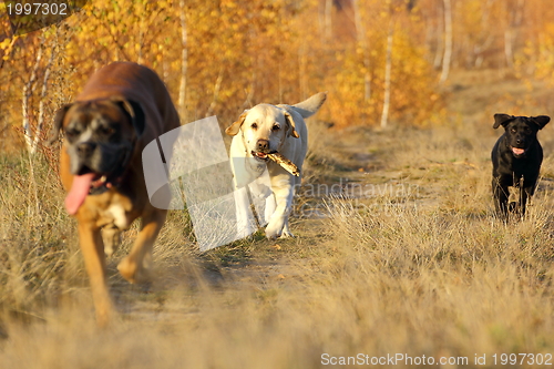 Image of dogs coming with a stick