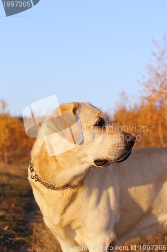 Image of hunting dog in the woods