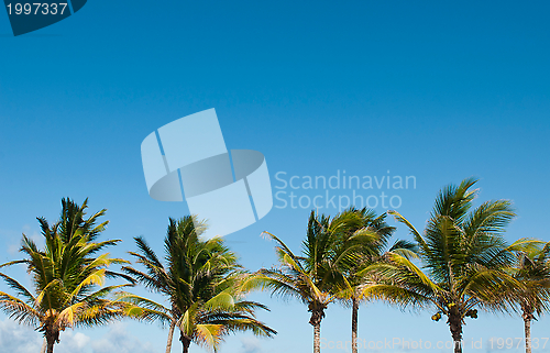 Image of Palm trees