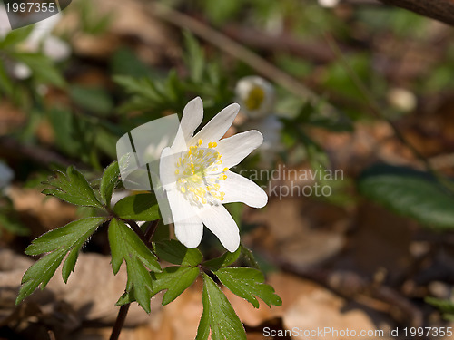 Image of Anemone nemorosa