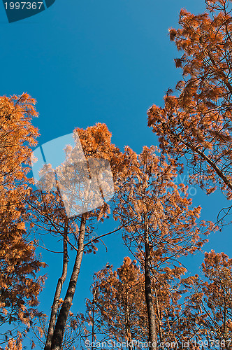 Image of Forest after fire