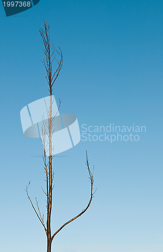 Image of Forest after fire