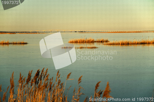 Image of Reeds