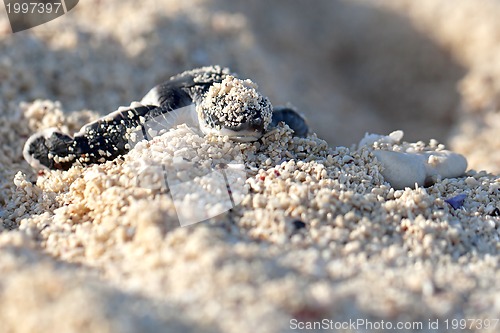 Image of Green Sea Turtle Hatchling