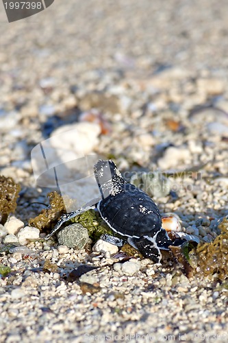 Image of Green Sea Turtle Hatchling