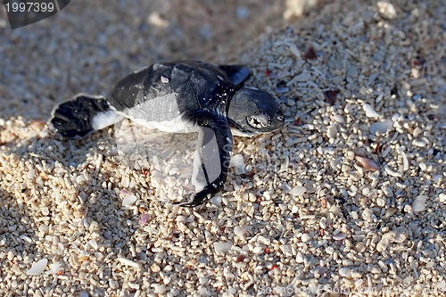 Image of Green Sea Turtle Hatchling