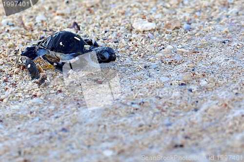 Image of Green Sea Turtle Hatchling