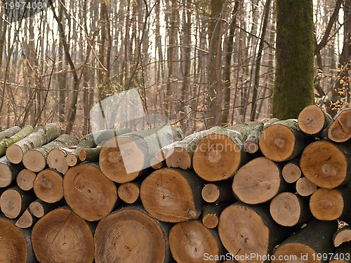 Image of Firewood