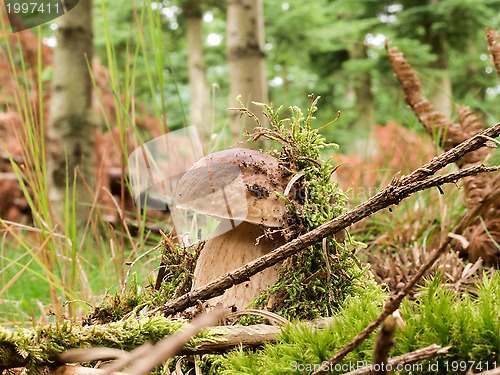 Image of carl johan in peat