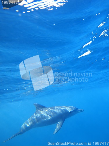 Image of Wild Dolphins