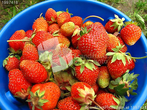 Image of Basket of fresh strawberries 