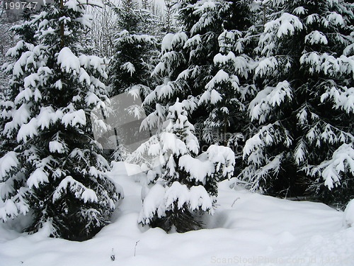 Image of snowy trees