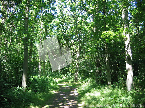 Image of forest path