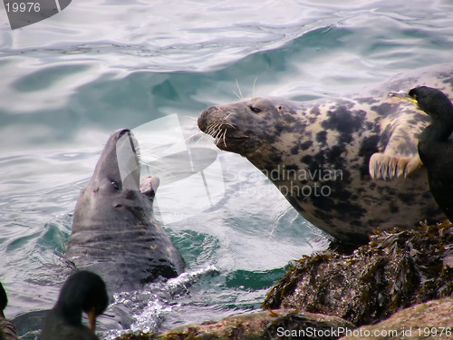 Image of Seal Aggression